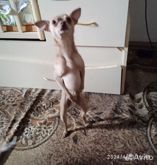 Русский той-терьер мини