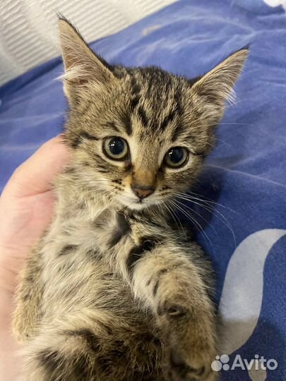 Котенок в добрые руки