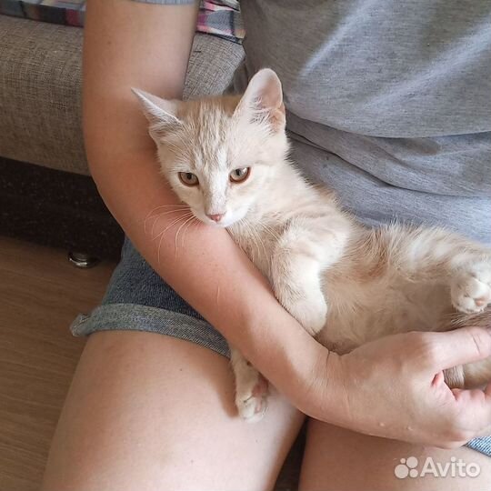 Котёнок в добрые руки