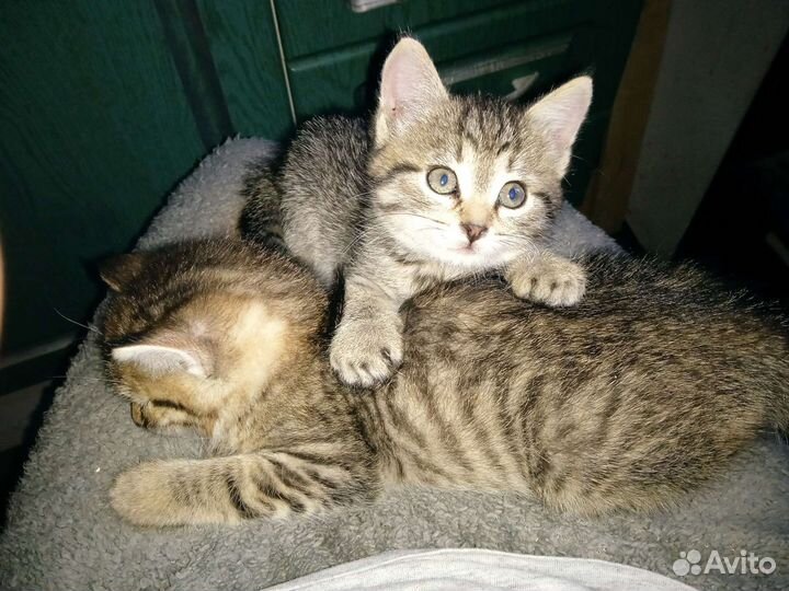 Кошки в добрые руки бесплатно