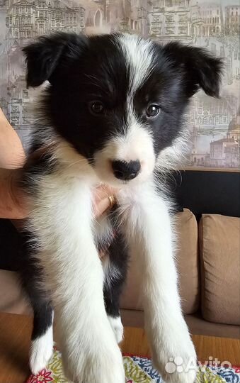 Щенки бордер колли