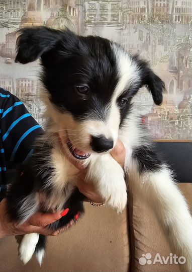 Щенок бордер колли