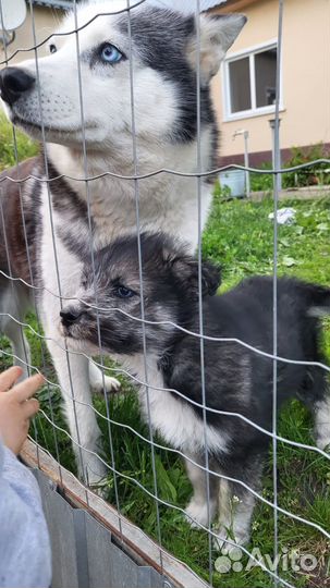 Отдам в добрые руки щенка хаски