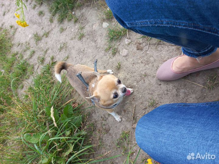 Передержка собак мелких и средних пород