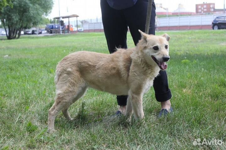 Спасите Ватрушку из приюта