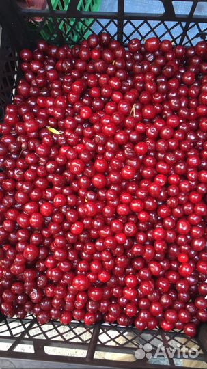 Вишня свежая
