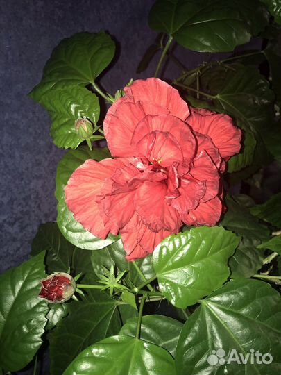 Гибискус Махровый красный