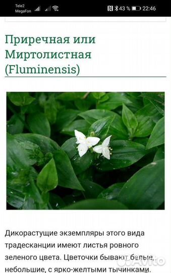 Традесканция