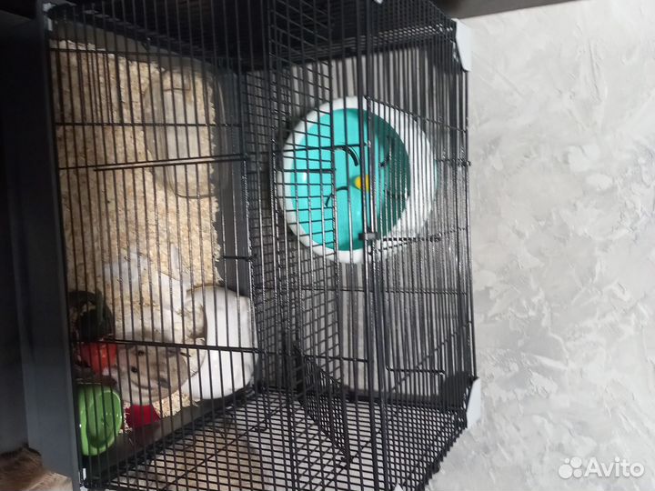 Хомяк с клеткой бесплатно