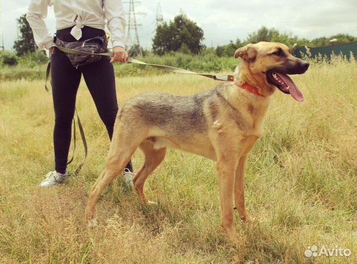 Собака в добрые руки, Лео