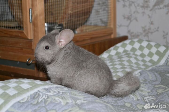 Шиншилла мальчик 6 мес (средняя пастель)