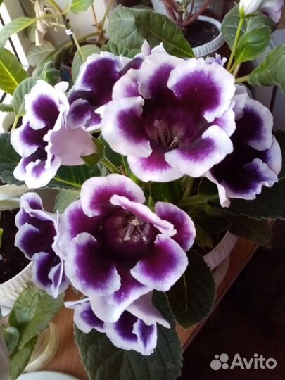 Глоксиния цветущая