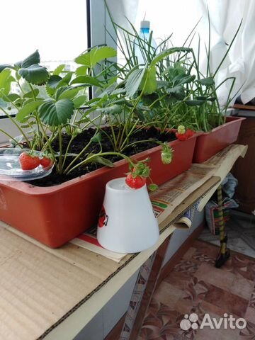 Ящички с землей для посадки зелени