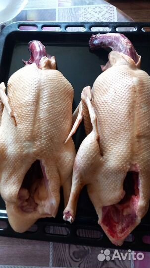 Мясо утки,мясо индейки,домашние петушки