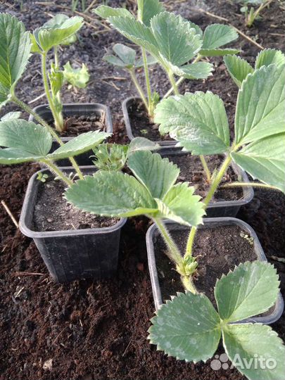 Рассада клубники сорт 