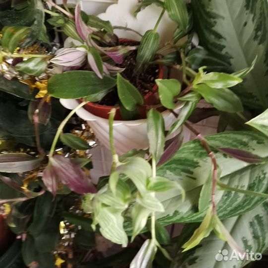 Цветы комнатные