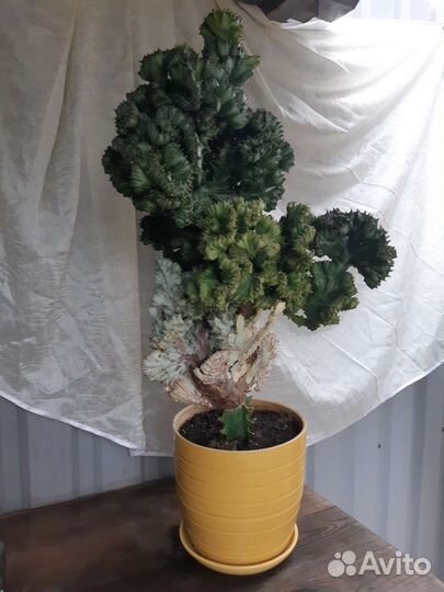 Большой кактус