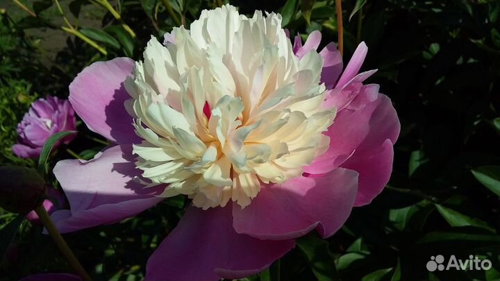 Саженцы пионов (разные сорта)