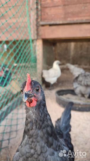 Петушки: лакеданзи, сильверудд, маран ч/м и г/м