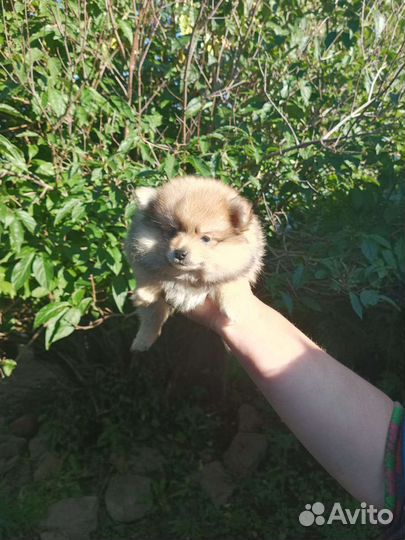 Немецкий Шпиц