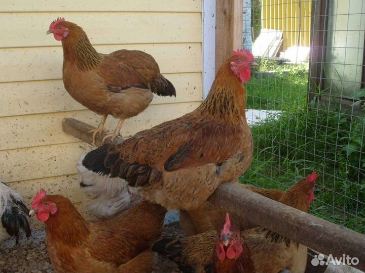 Инкубационное яйцо кур Кучинская Юбилейная