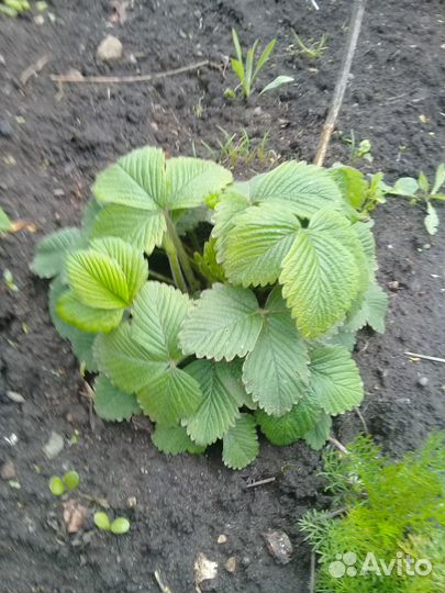 Клубника садовая