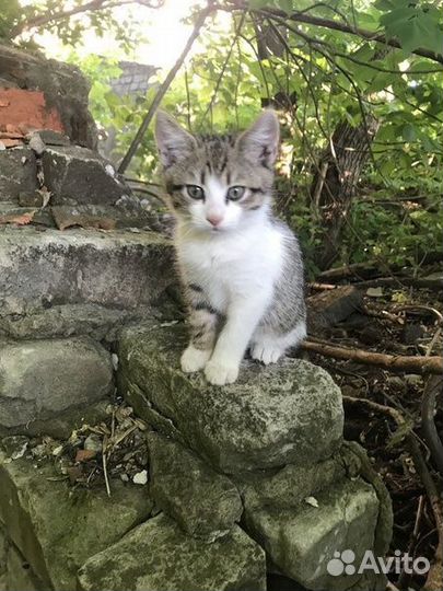 Котята ищут передержку, дом, в донецке sooоss