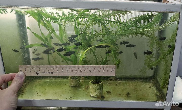 Рыбки моллинезия черная