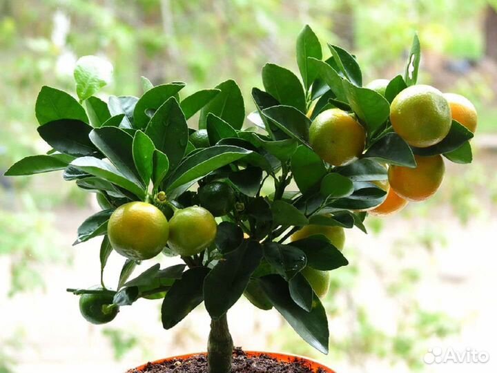 Каламондин укорененный черенок