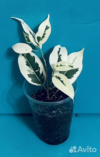 Фикус де Гантель