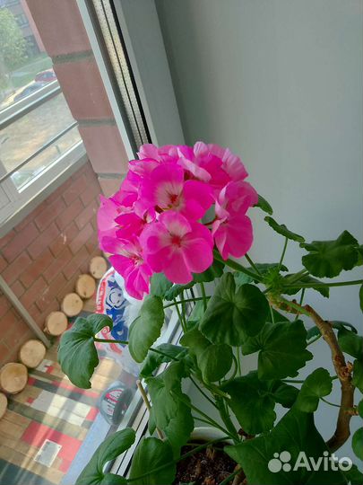 Герань пеларгония