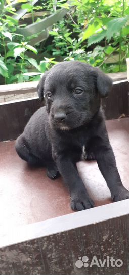Щенки лабрадора