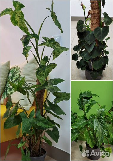 Редкие комнатные цветы в ассортименте