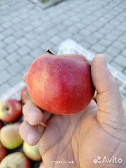 Яблоки домашние