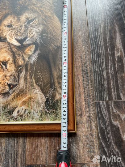 Фотокартина со львами 34х50 см