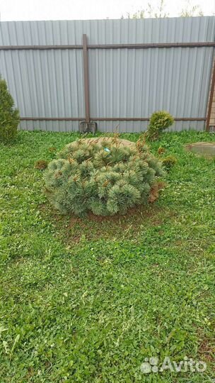 Кедровый стланик