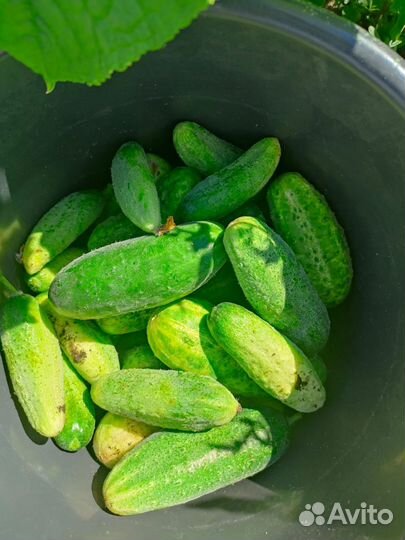 Огурцы свежие домашние