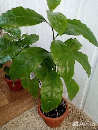 Домашние растения