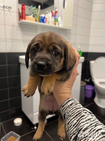 Щенок(девочка)