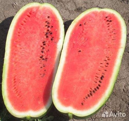 Семена арбуза