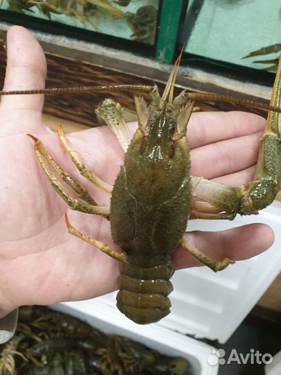 Живые Раки круглосуточно доставка