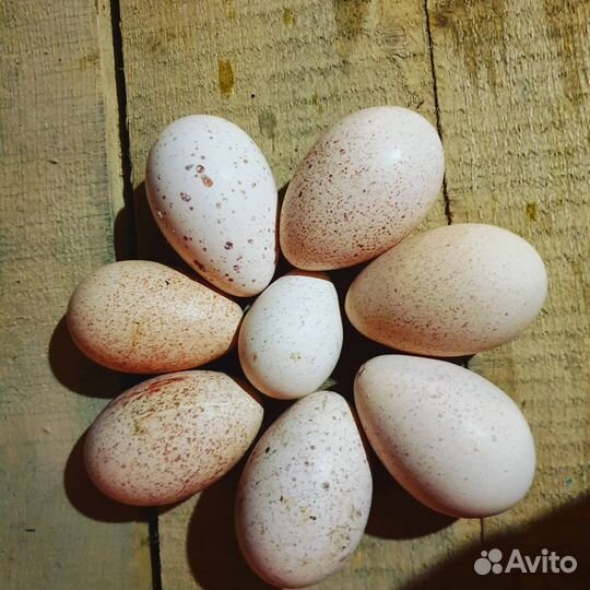 Индюшата суточные