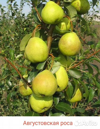 Саженцы груши