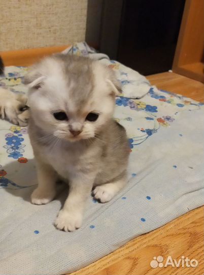 Шотландская