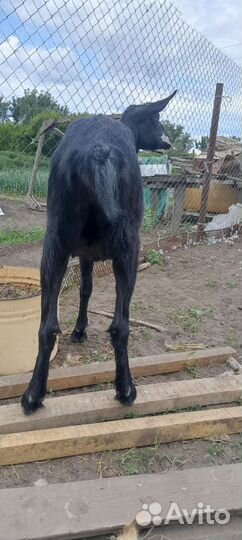 Козы и козлы, овца с ягненком