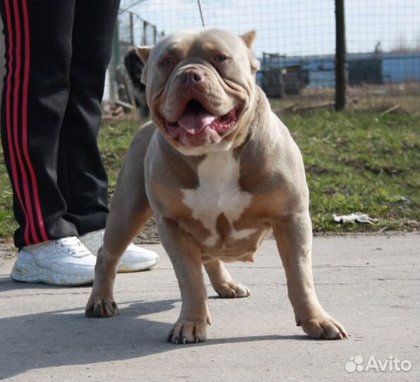 Сука Американского Булли