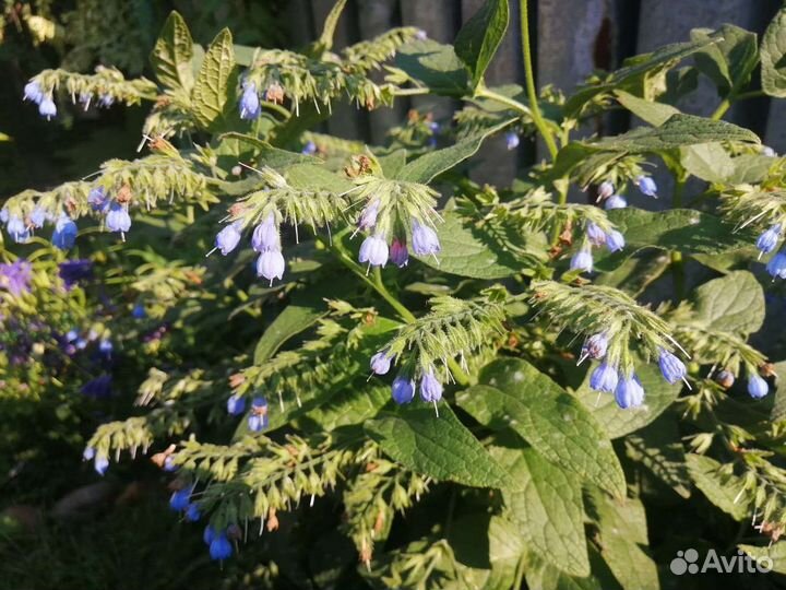 Цветы разные