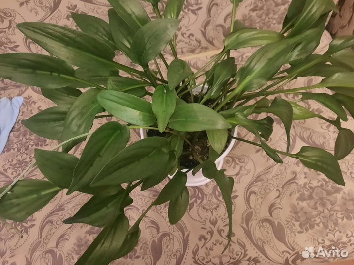 Дримиопсис