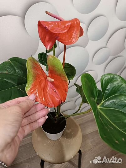 Антуриум Фламинго Оранж