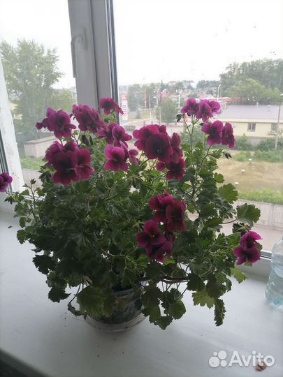 Цветы для дома